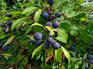 Ripe Sloe Berries In A Hedgerow. The Astringent Fruit Is Used To Make Sloe Gin