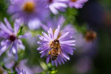 a bee collects nectar from a flower