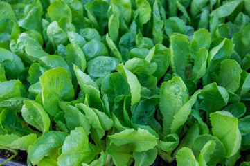 Endive or Cichorium endivia salad for sale at Ljubljana central market. Slovenia