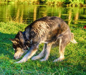 Fototapeta premium Portrait of a Siberian Husky playing on the grass.