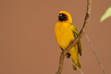 Rueppell's Weaver / Ploceus galbula