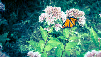 butterfly on a flower