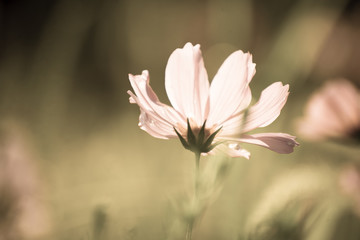flower in spring with translucent 