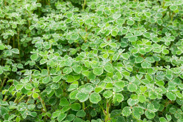 Many small green leaves with dew drops. Garden, nature, plants empty background.