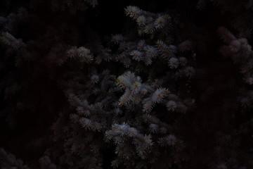 natura astratto © Apolinario