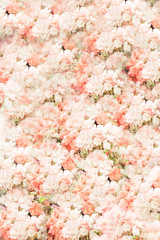 flowers wall background  with amazing roses  pastel colored 