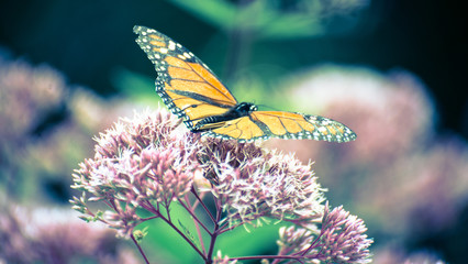 butterfly on a flower in a flower field