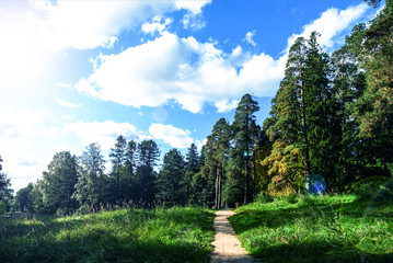 Two pine trees with green crowns