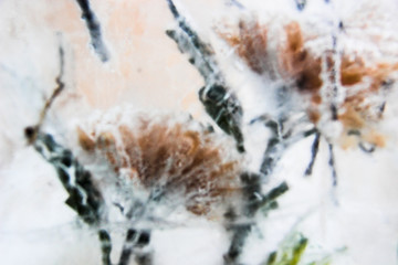 Winter wonderland. Winter scene with crystal flowers in ice. Frozen winter flowers and petals, abstract. Winter, Christmas composition. Soft focus, blurred photo. Winter background. Art, illustration.