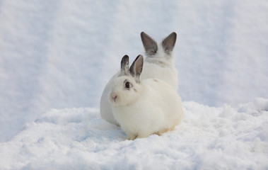 two white rabbits in the snow