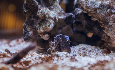 Seahorses at fish tank