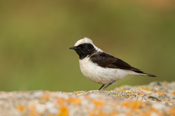 Pied Wheatear / Oenanthe pleschanka