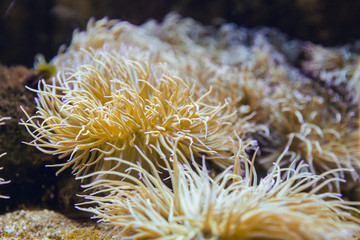 Fototapeta na wymiar Yellow anemones in blue aquarium coexisting together