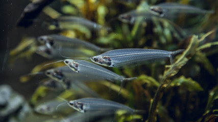 Group of exotic gray fishes © Aitor