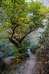 Barranco del Infierno. Tenerife. Spain.