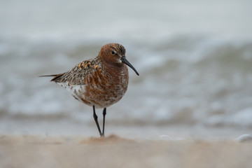 Obraz premium Curlew Sandpiper / Calidris ferruginea