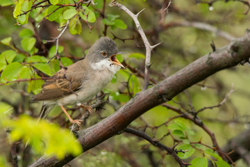 Common Whitethroat / Sylvia communis