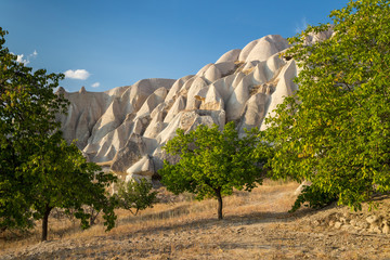 Orchard in a vally in Cappadocia, Turkey