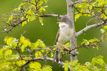 Common Whitethroat / Sylvia communis