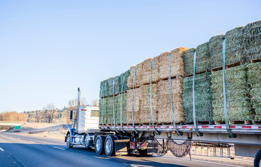 Blue big rig day cab classic American semi truck with flat bed semi trailer transporting bales of...