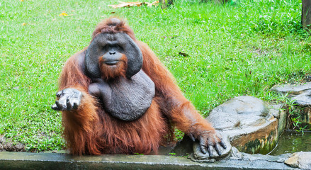 Funny large brown Sumatran Orangutan waiting food © dmf87