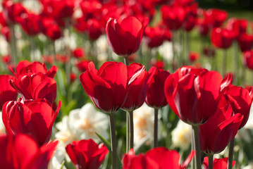 beautiful red open tulips and daffodils in the autumn sunny forest or in the field