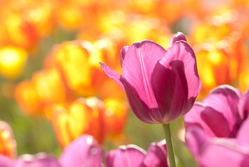 bright lilac and orange tulips in a sunny field or in the garden