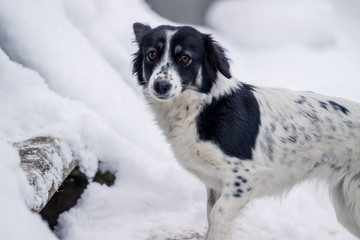 Black and white dog walking in the snow in winter