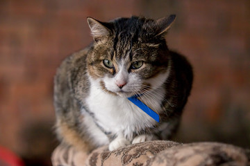 Cute cat sits on the back of the chair