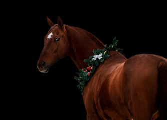 Beautiful red horse posing in a christmas image on a black background