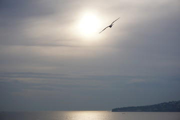 Seagull flying to the Sun