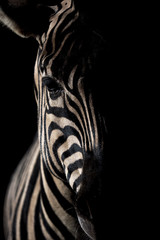 Maneless zebra