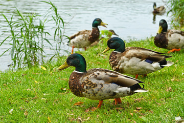 ducks on the grass