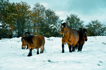 Beautiful horses in the snowy forest of the Gorbea natural park, Basque Country, Spain
