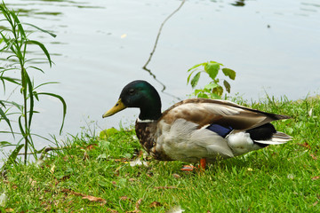 duck on grass
