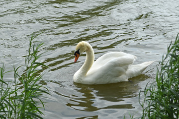 white swan