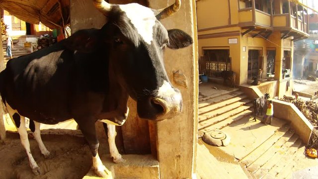 Beautiful cow watches on puff of smoke in smashan woman sweeps stairs piles of wood Manikarnika Ghat