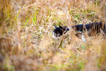 A cat on a hunt is sitting in wait in the midst of thick grass.