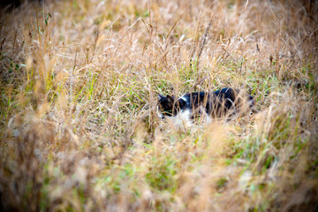 A cat on a hunt is sitting in wait in the midst of thick grass.