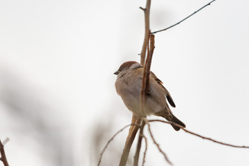 Gray sparrow sitting on a branch, frozen from cold.