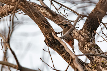Woodpecker hammering bark on a tree in the forest in search of larvae and caterpillars for food.