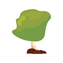 tree botanical natural on white background