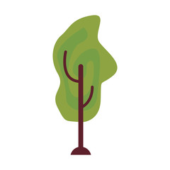 tree botanical natural on white background