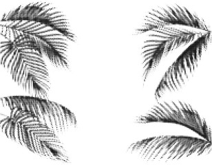 Naklejka premium Various tropical palm leaves. Stylized Dots Design in Black and White Execution. Isolated on white background. illustration