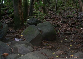 Bird in Rocks, Hawaii