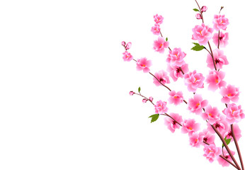 Sakura. Decorative flowers of cherry with buds on the branches, a bouquet. Can be used for cards, invitations, banners, posters. illustration
