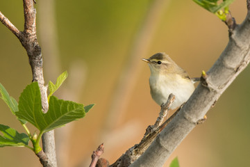 Willow warbler / Phylloscopus trochilus