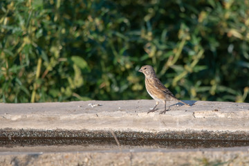 lizard on rock