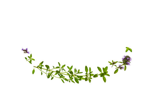 closeup of thyme leaves and flowers on white background with copy space above