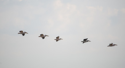 Ak pelikan » Great White Pelican » Pelecanus onocrotalus